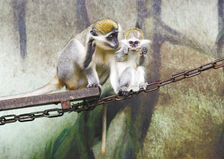 宁波雅戈尔动物园猴宝宝扎堆出生