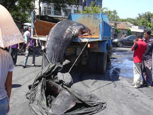 鲸鱼偷吃海底网箱养殖鱼被卡死(图)