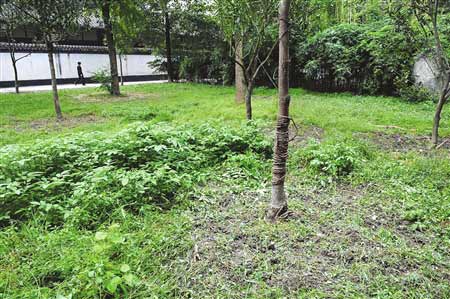 园林部副主任盗走10余棵林木被刑拘