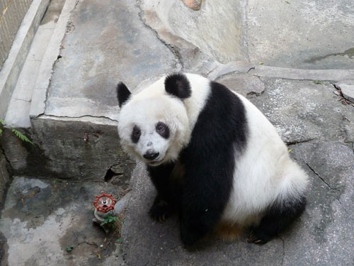 深圳动物园回应大熊猫受虐待事件