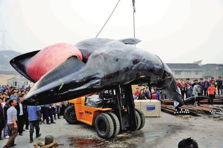 舟山渔民昨天捞到一条死去的鲸鱼