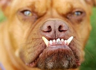 美国混种拳师狗获世界最丑狗比赛冠军(图)