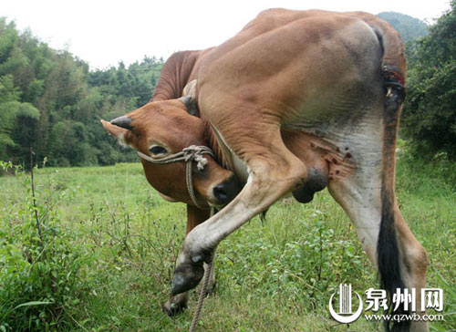 庄丽祥 文/图)牛尾整块肉被咬掉,露出一段雪白的骨头;公羊睾丸被咬掉