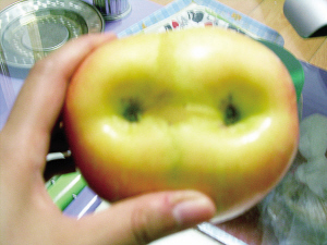 一只连体苹果底部生了2个"肚脐"(图)