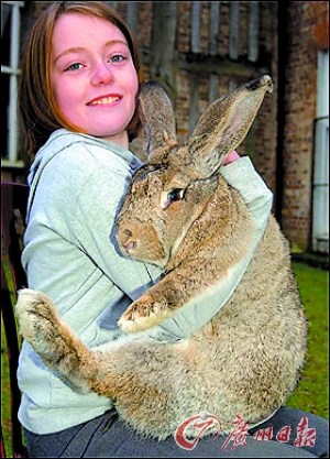 英国1岁兔子身长超1.2米欲破吉尼斯纪录(图)