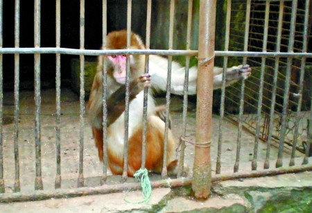 猴子掀女游客裙子被饲养员“终身囚禁”(图)