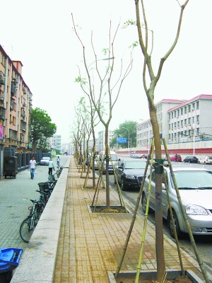大街整体换树 因树种不适合北方种植补种费用