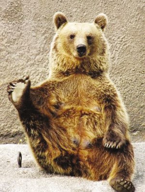 芬兰1头棕熊每天睡醒后坚持练瑜伽