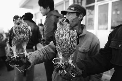 10月29日，在宁夏固原市原州区硝口集贸市场，几名当地农民公开叫卖猎隼。