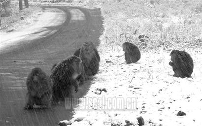 野猴因景区关门挨饿曾闯镇政府讨粮(组图)