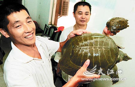 江西农民发现罕见粉红色甲鱼(组图)