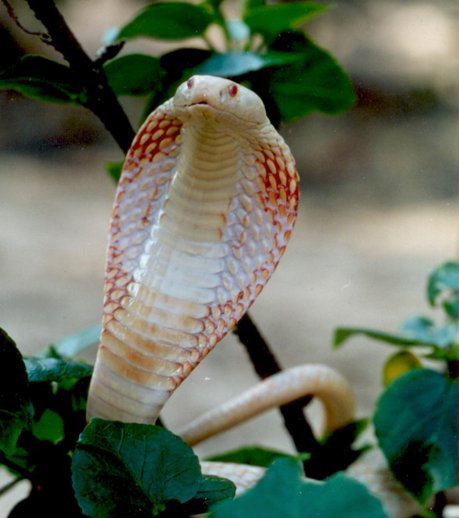 印度发现白化体眼镜蛇(组图)