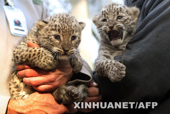 组图：两只小波斯豹在匈牙利动物园亮相