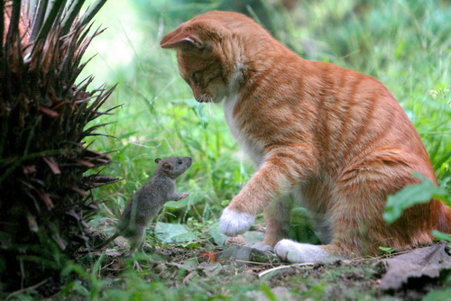 图文:猫和老鼠