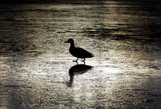 图文:一只鸭子在冰冻的河面上前行