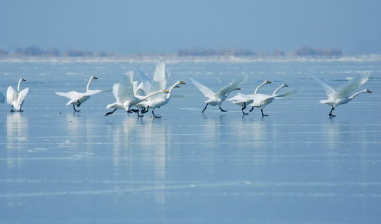 组图：摄影师拍下天鹅在塔里木河越冬情景