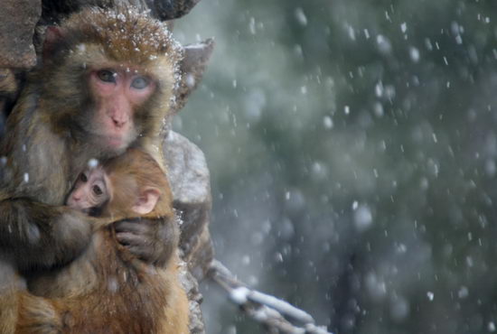 组图：小猴与母亲在雪中相拥取暖
