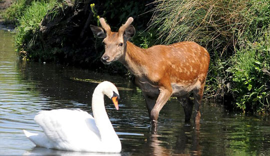 湖中天鹅曲谱_湖中天鹅照片(2)
