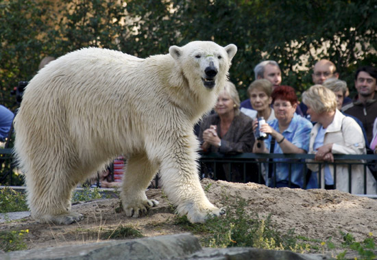 组图:北极熊克努特准女友与游客见面