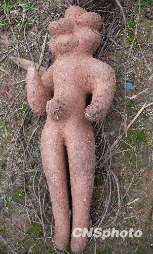 四川农民挖出酷似男婴何首乌(组图)