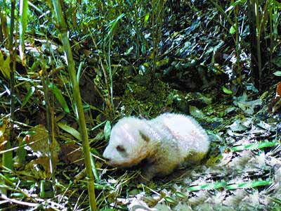 陕西发现棕色熊猫幼仔母亲毛色正常(组图)
