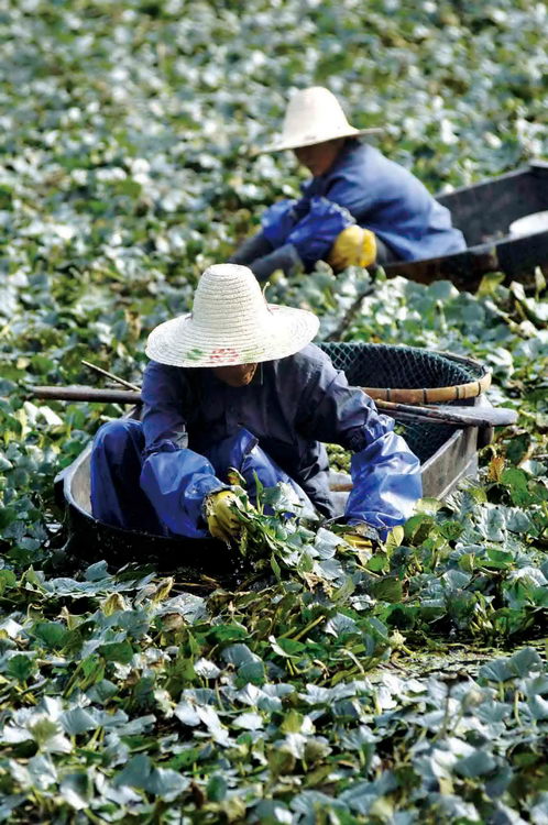 图文:菱户们正在采摘南湖菱