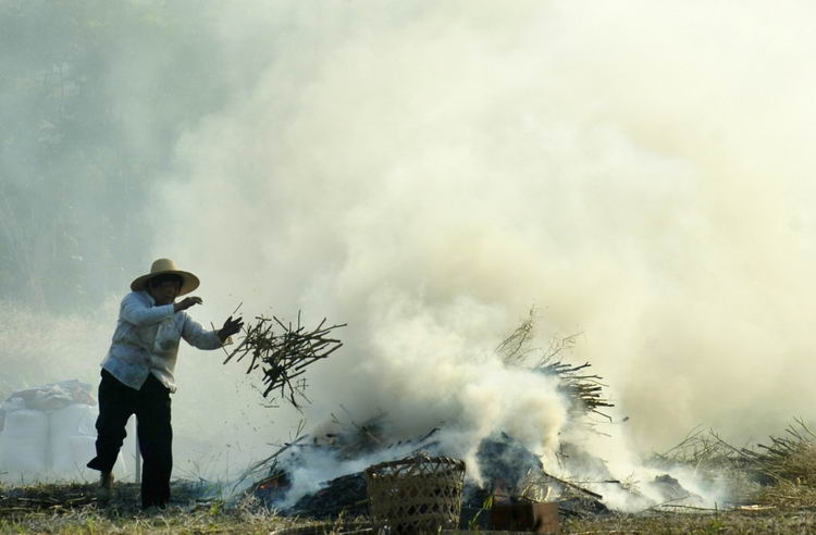 图文:农户烧菜梗浓烟造成空气污染