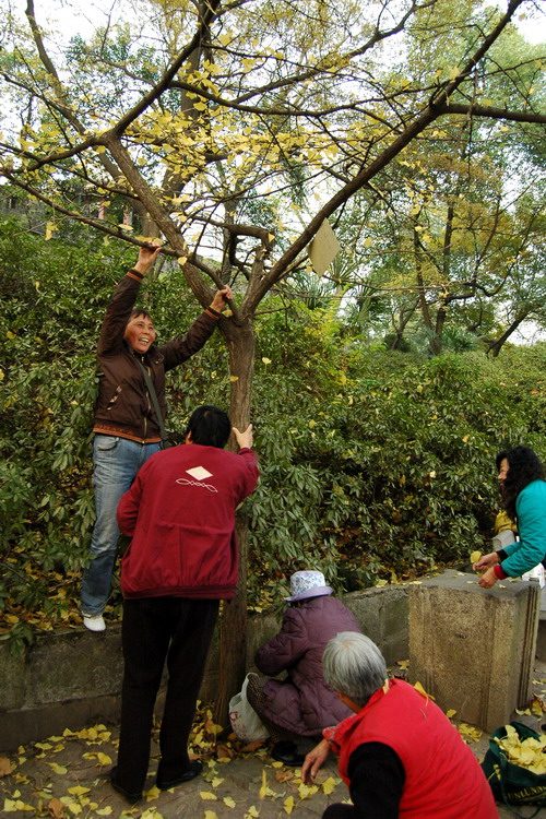 图文女子摇晃树干捡拾银杏树叶