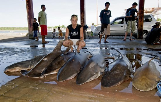 组图：护鲨组织成员在南非海域解救受困鲨鱼