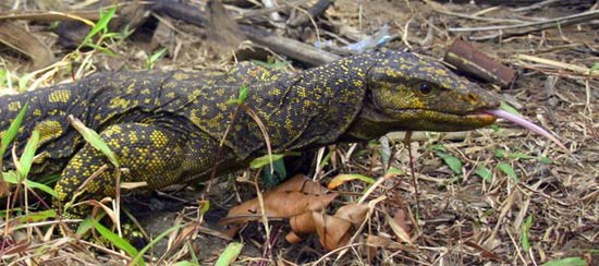 菲律宾发现2米长新品种巨蜥(组图)