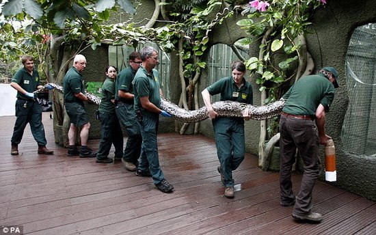 组图：7名动物园工作人员抬7米长巨蟒做检查