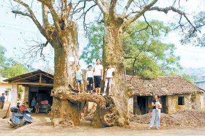 图文：两棵600岁古树枝干相连被称为爱情树