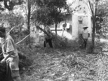 住户因嫌小区竹林挡阳光砍断几百株竹子(图)