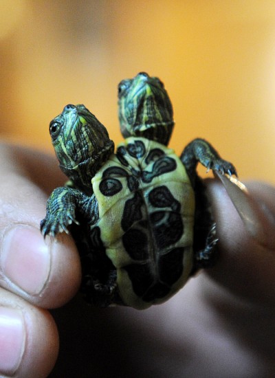 组图：合肥人工孵化出双头巴西龟