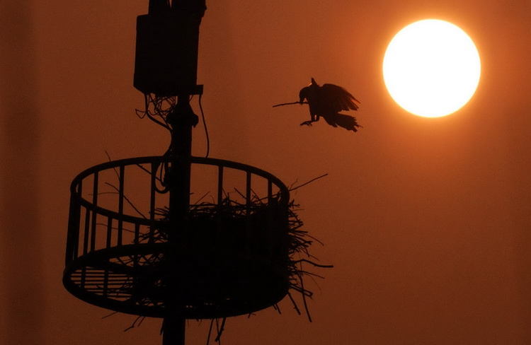 图文:喜鹊在铁塔高处衔枝筑巢