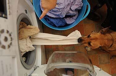 小狗桑迪帮主人洗衣服
