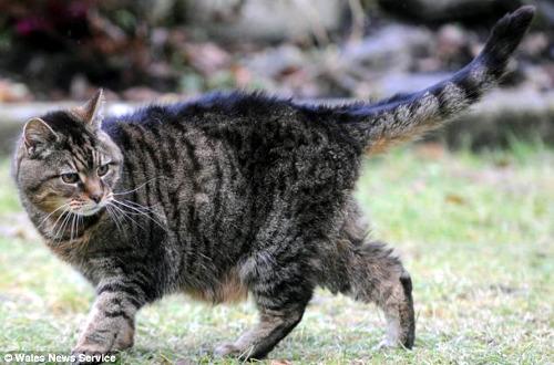 鲁西已年满39岁，可能是世界上年龄最大的猫。