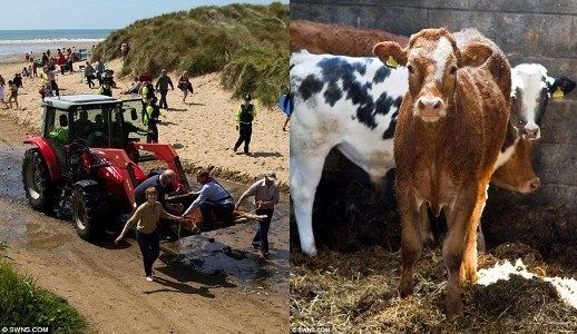 英国海岸警卫队出动，将小牛拉回“家”，原来它受惊掉下悬崖，不仅没受伤还在海中“畅游”了一番