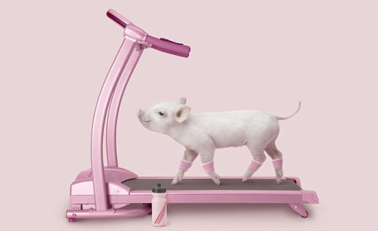 小猪在跑步机上健身