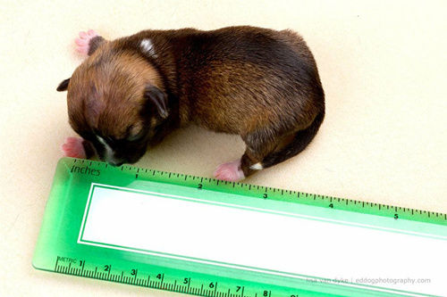 主人欲为长约10厘米小狗申请世界纪录(组图)