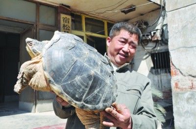 村民在村旁小河沟里捡到18斤重大龟(图)|鳄龟|