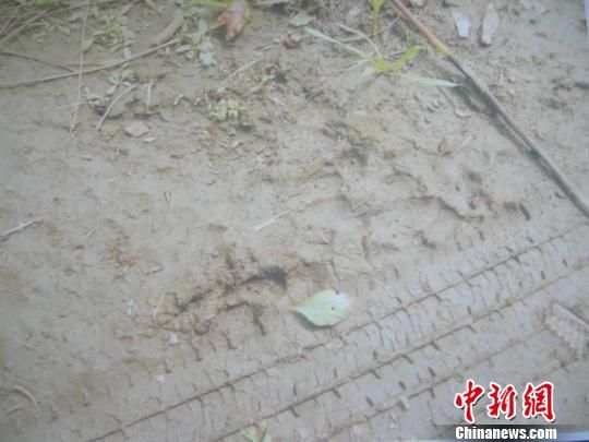 吉林桦甸一只2岁藏獒被狼群围攻致死(图)|藏獒