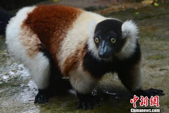 �ߺ��5��룬���ԡ����������˹�ӺͿ�Ħ��Ⱥ��ɭ���У�Լ2���Գ��죬����Լ19�ꡣ ��ľ�� ��