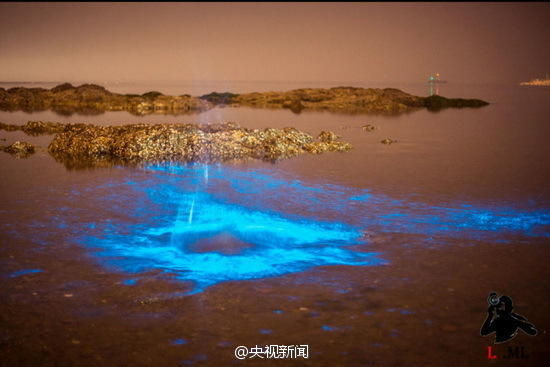 大连出现荧光海滩如蓝色星河(组图)