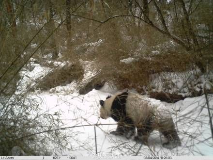 秦岭太白山大熊猫玩红外相机被偷拍(图)|大熊猫