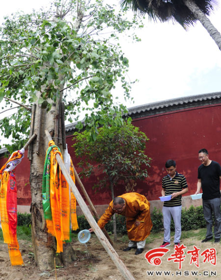 印度百年菩提树在西安广仁寺安家(图)