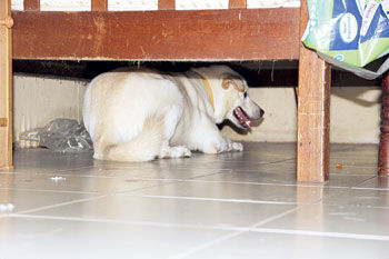 С��ſ�ڴ��£����벻�����ػ�������