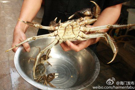 “巨蟹”双腿展开时,整只螃蟹足有43厘米