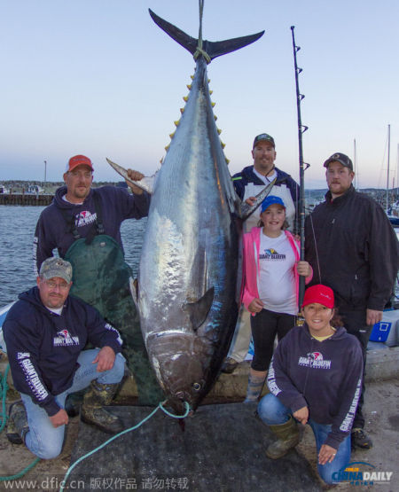 加拿大12岁女孩钓起280公斤鲔鱼破世界纪录(