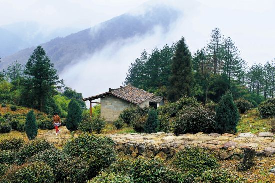 武夷红茶:正山小种和金骏眉的高山韵